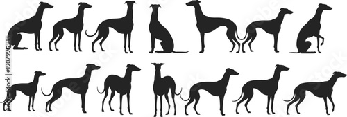Greyhound dog silhouette collection with multiple standing sitting and walking poses showing elegant slim racing canine shapes isolated