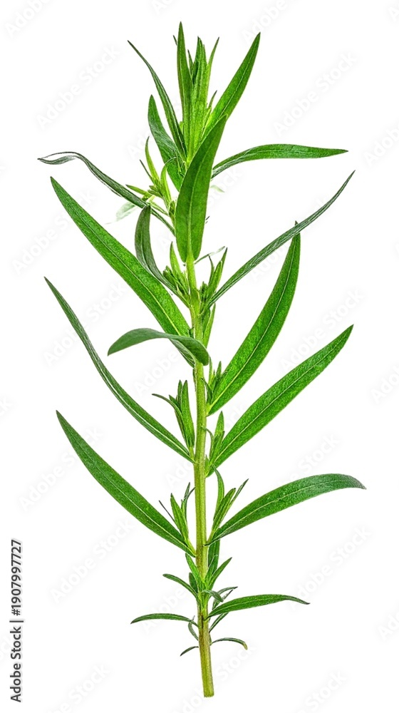 Obraz premium Fresh Tarragon Isolated on White Background, Artemisia dracunculus Elegant Aromatic Herb Concept