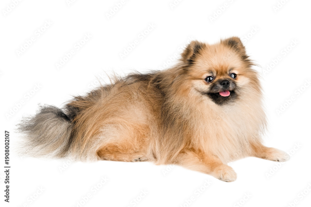 Fototapeta premium Cute Pomeranian dog isolate on white background