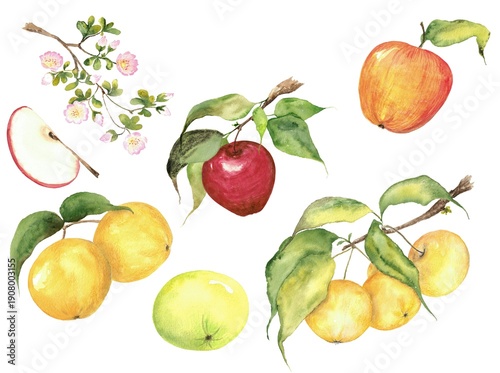 ​Watercolor botanical set of various apples and blossoming branch. Hand-painted red and yellow garden fruits with green leaves and delicate flowers on white background.