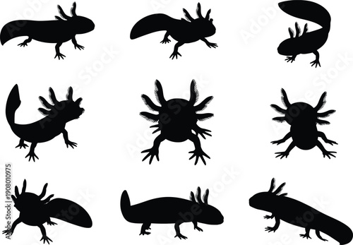 Axolotl silhouette set with multiple poses isolated on white background amphibian animal black vector illustration collection