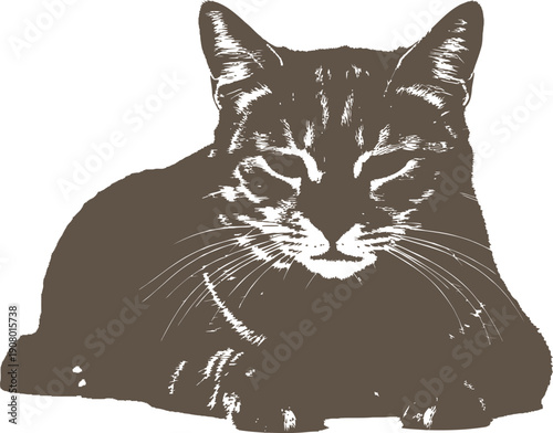 Brown Tabby Cat Lying Down Isolated on White Background