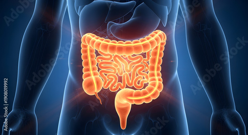 Anatomical representation of the human digestive system highlighting the glowing large and small intestines