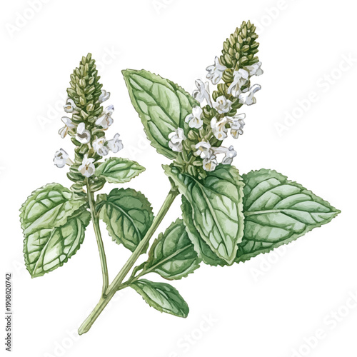Horehound, realistic watercolor illustration vector, isolated on a white background.
