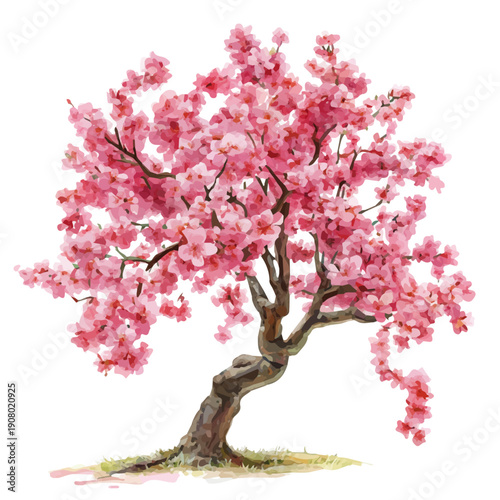 Japanese Cherry Blossom Tree, artistic watercolor illustration vector, isolated on a white background.