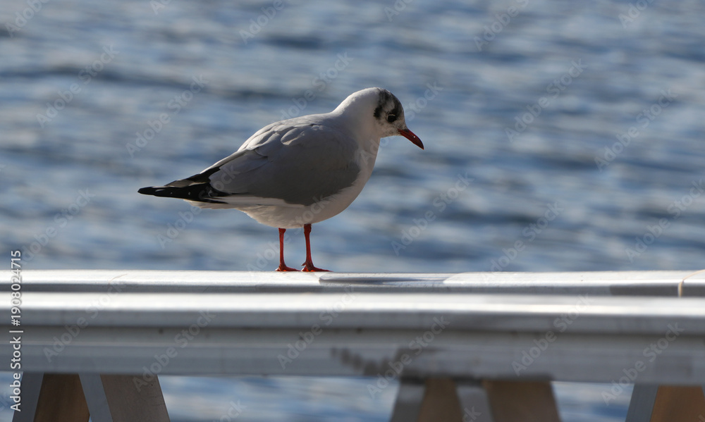 Obraz premium a black-headed gull (chroicocephalus ridibundus) standing on a railing near water