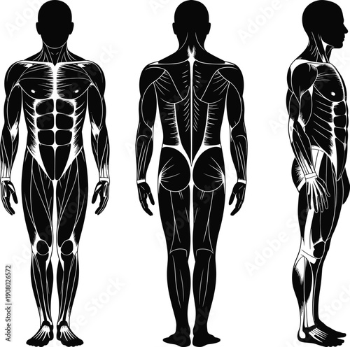 Human muscular system anatomy illustration, front back side views, male body muscles diagram, medical fitness anatomy vector