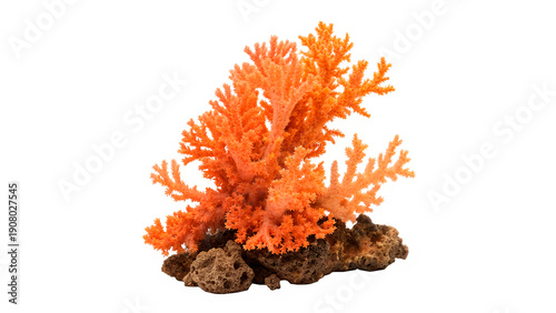 Konstfotografi Bright orange coral on a rock isolated on transparent background