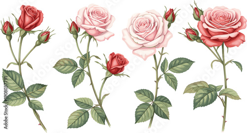 Vector collection of realistic pink and red roses with buds