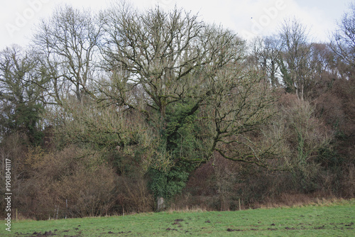 Large ash tree infected with ash dieback disease in English countryside