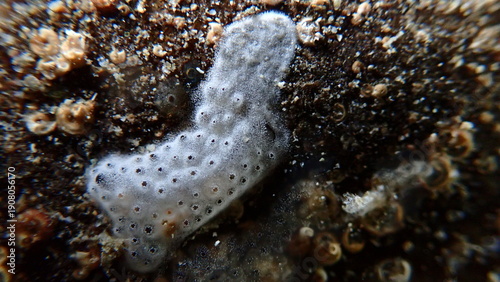 Encrusting tunicate Trididemnum cereum close-up undersea, Ligurian Sea, Italy, Imperia