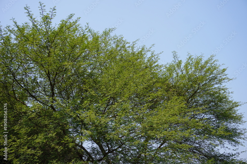 Fototapeta premium Tree with Green Leaves Against Blue Sky
