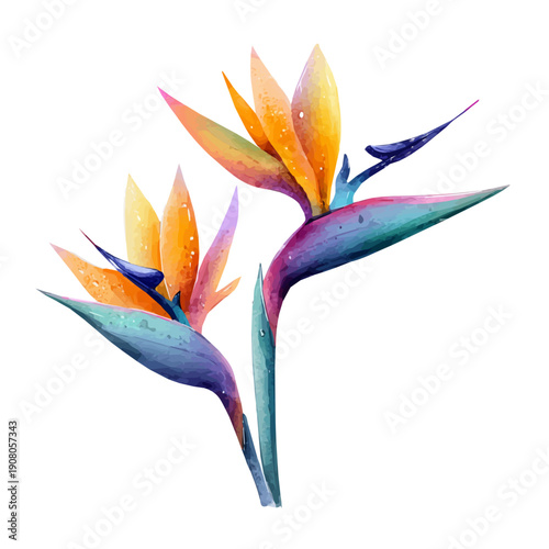 Bird Of Paradise watercolor drawing vector, premium quality illustration on a clean white background.