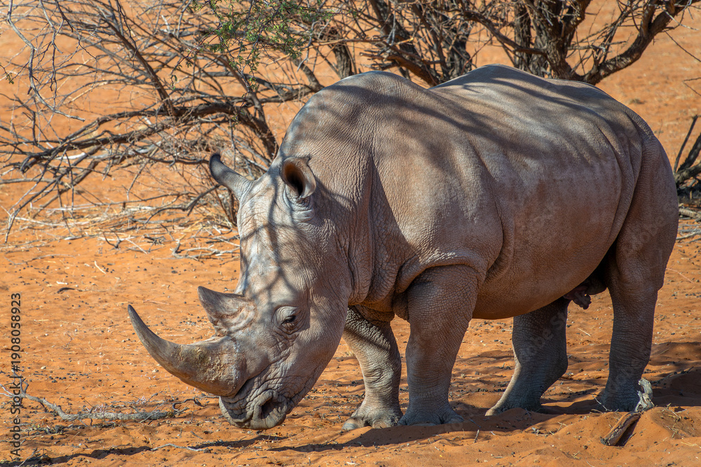 Obraz premium Close up photo of a white rhinoceros, rhino portrait, wildlife safari and game drive in Namibia, Africa