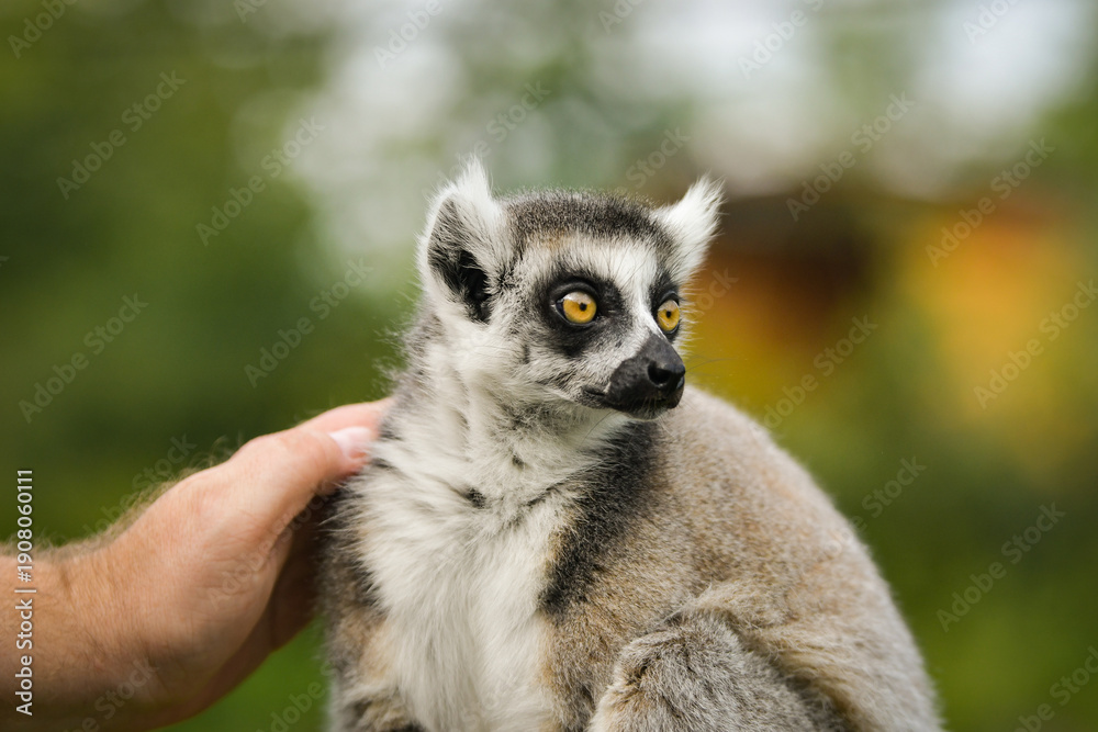 Naklejka premium A ring-tailed lemur sitting and calmly observing its surroundings. The lemur’s expressive yellow eyes, soft grey fur, and iconic striped tail are clearly visible, capturing its curious and relaxed 