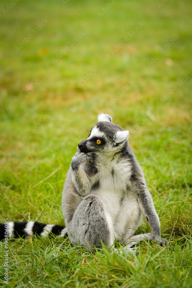 Obraz premium Ring-tailed lemur sitting on grass and grooming itself in natural enclosure. Portrait of endemic Madagascar primate with characteristic striped tail and bright orange eyes. Wildlife conservation and p