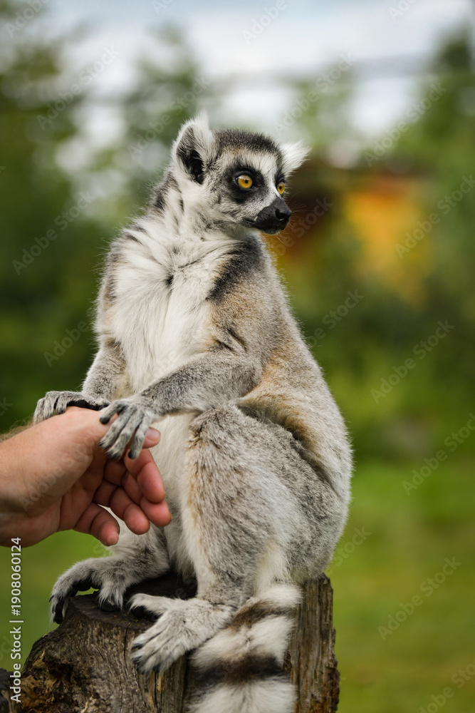 Naklejka premium A ring-tailed lemur sitting and calmly observing its surroundings. The lemur’s expressive yellow eyes, soft grey fur, and iconic striped tail are clearly visible, capturing its curious and relaxed 