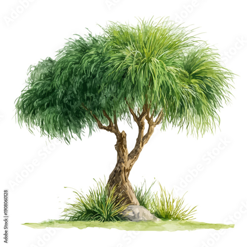 Watercolor painting of Ponytail Palm, detailed and artistic vector illustration on a white background.