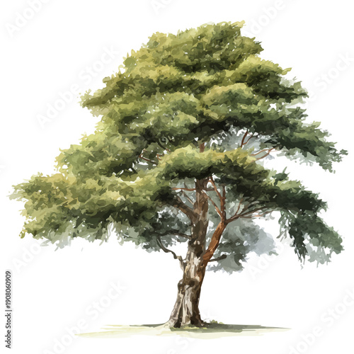 Cypress Tree watercolor vector illustration, high-quality artwork isolated on a pure white background.
