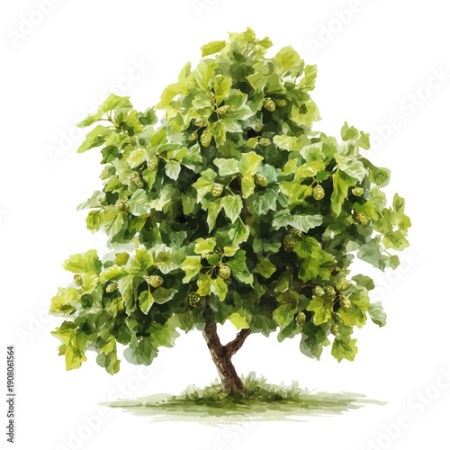 Stylized watercolor Mulberry Tree vector, modern artistic illustration with high-quality details on a pure white background.
