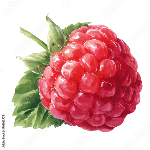 Raspberry watercolor artwork, high-quality professional vector illustration isolated on a white background.