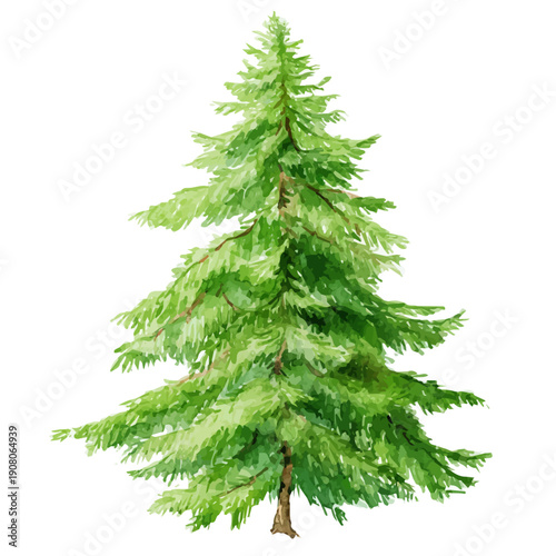 Watercolor painting of Spruce Needle, detailed and artistic vector illustration on a white background.