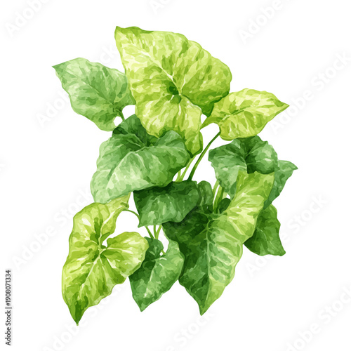 Syngonium watercolor artwork, high-quality professional vector illustration isolated on a white background.