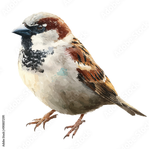 Stylized watercolor Sparrow vector, modern artistic illustration with high-quality details on a pure white background.