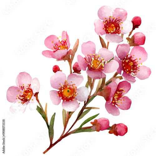 Watercolor painting of Waxflower, detailed and artistic vector illustration on a white background.