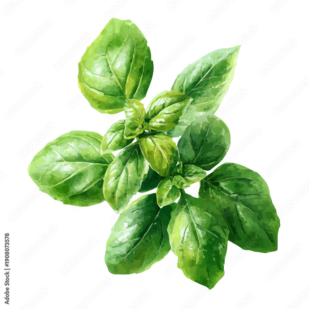 Fototapeta premium Basil watercolor drawing vector, premium quality illustration on a clean white background.
