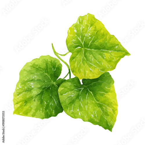 Sweet Potato Leaf watercolor vector, hand-painted style, high-quality illustration isolated on white background.