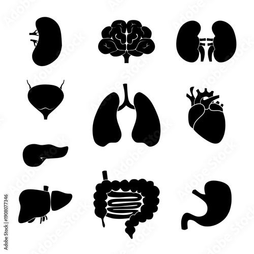Black silhouette icons of human internal organs arranged in a clean grid, representing anatomy, healthcare, and medical education on a white background.