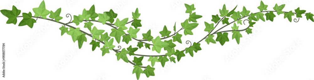 Obraz premium Liana green border. Decorative ivy horizontal divider