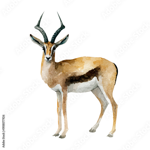 Antelope watercolor vector, hand-painted style, high-quality illustration isolated on white background.