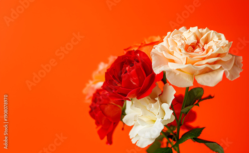 Red and white roses arranged elegantly against a vibrant orange background, showcasing the intricate petals and lush green leaves of the flowers