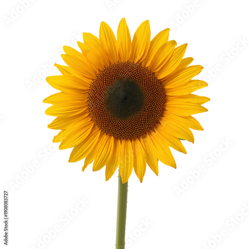 Bright Sunflower Standing Tall With Green Leaves in a Plain Background During...