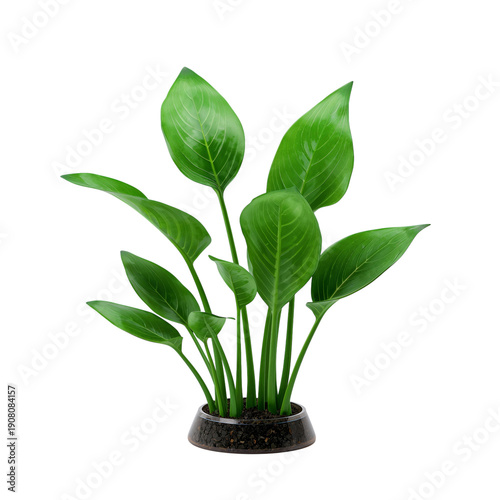 Green Leaves in a Black Pot Displaying a Simple Indoor Plant Arrangement for ...