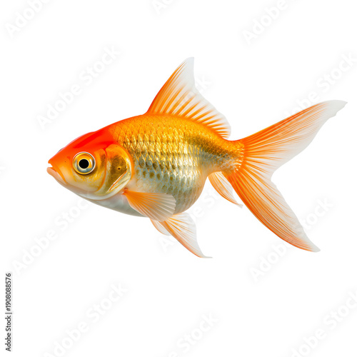Goldfish Swims in Clear Water With Fins Moving in a Gentle Way During Bright ...