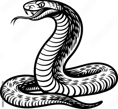 Cobra snake coiled and ready to strike with open mouth and flicking tongue in black and white illustration