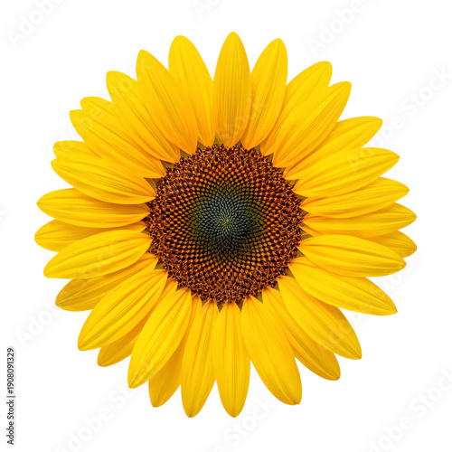 Bright Sunflower With Yellow Petals and Dark Center in Simple Arrangement
