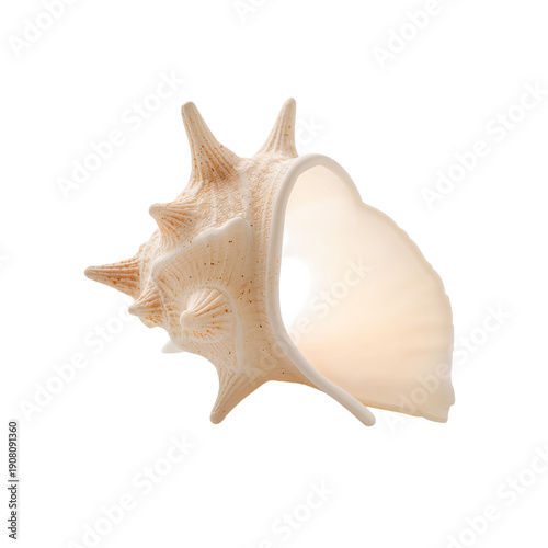 Shell Showing Spikes With Open Side and Light Background for Beach Decoration...