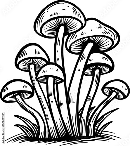 Cluster of wild mushrooms growing in grass, detailed black and white natural fungi illustration on white background