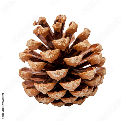 Pinecone Found on Forest Floor During Autumn Walk in Nature