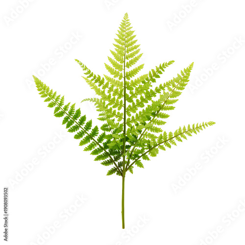 Bright Green Fern Leaf Showcases Its Unique Shape and Texture in a Simple Set...