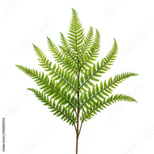 Bright Green Fern Leaf Showcases Its Unique Shape and Texture in a Simple Set...