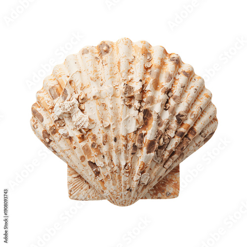 Decorative Shell Displayed on a Plain Background, Showcasing Natural Textures...