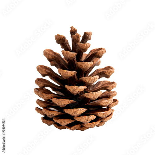Pine Cone Sits on a White Surface Highlighting Its Shape and Texture During D...