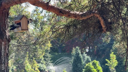 A pigeon swings in bird feeder in a picturesque park with a fountain and pine trees.