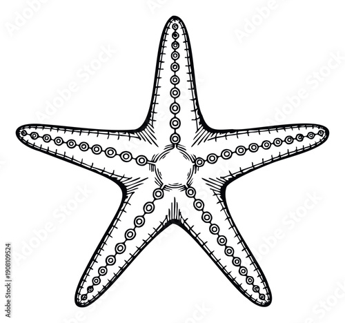 Detailed black and white sketch of a starfish showcasing its unique fivearm structure and textured patterns, perfect for educational materials, nautical themes, or decorative graphic