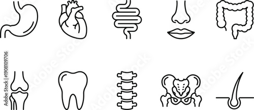 Linear vector icon set for internal organs and medical anatomy featuring the stomach heart intestines lungs liver kidneys joints teeth spine and skeletal bone symbols